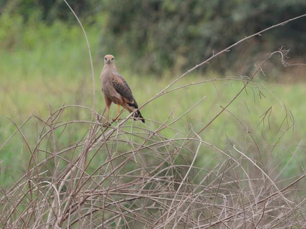 Savannebuizerd (Buteogallus meridionalis)
